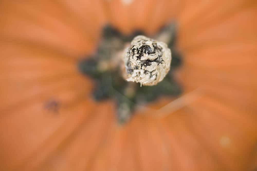 dsc_8078