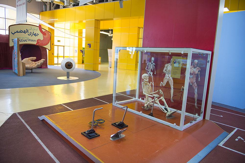 Muzeum dla dzieci w Ammanie - strefa nauki o mięśniach