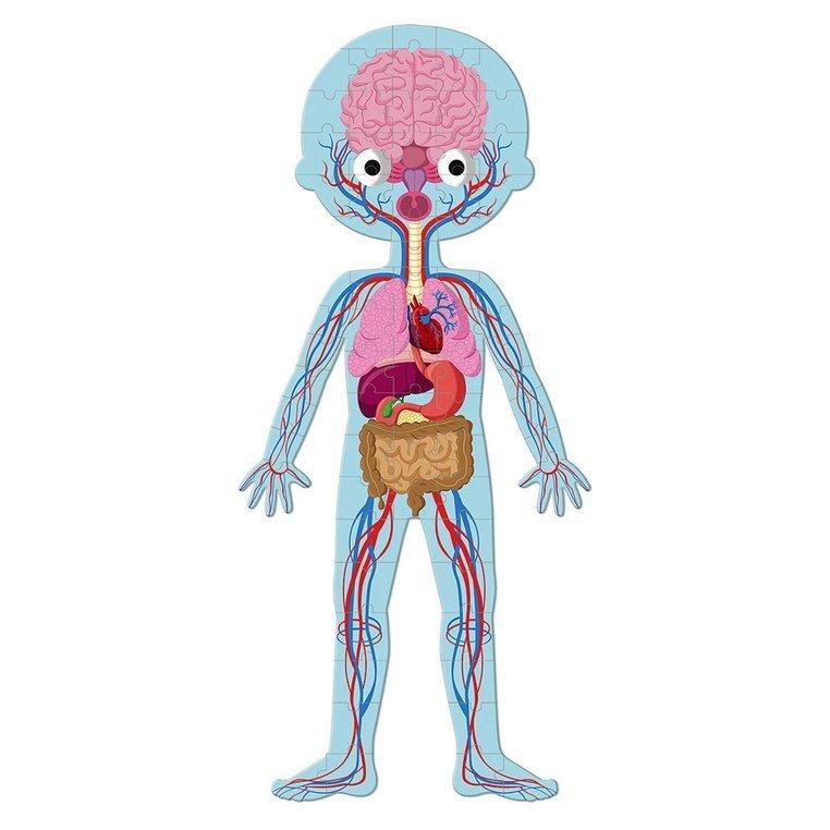 Puzzle ciało człowieka to świetny sposób na naukę anatomii połączoną z zabawą. 