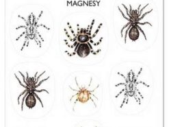 Mama Maluje - elastyczne magnesy - pajęczaki