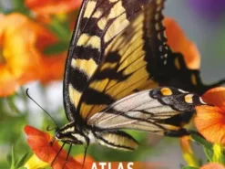 Atlas motyli - 250 gatunków w Polsce