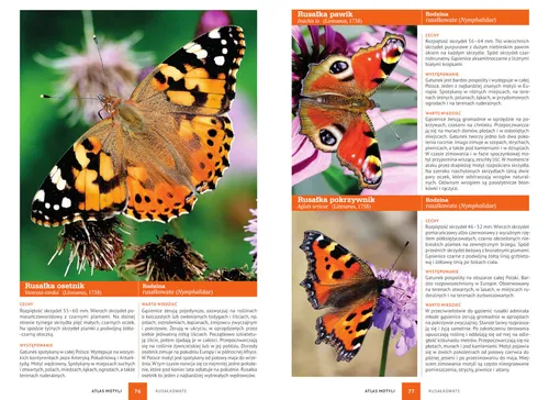 Atlas motyli - 250 gatunków w Polsce