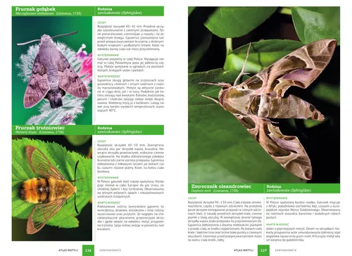 Atlas motyli - 250 gatunków w Polsce