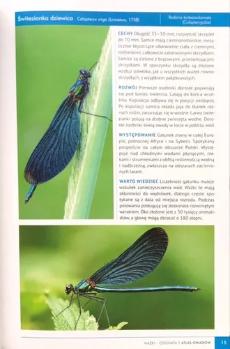 Atlas owadów - 250 gatunków w Polsce