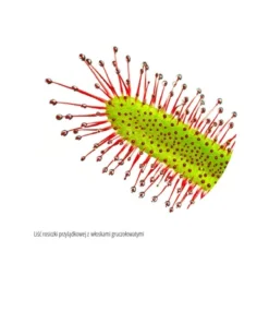 Laboratorium w szufladzie. Biologia - Stanisław Łoboziak