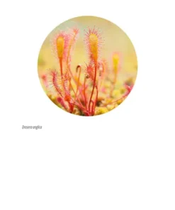 Laboratorium w szufladzie. Biologia - Stanisław Łoboziak