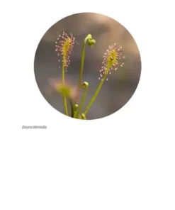 Laboratorium w szufladzie. Biologia - Stanisław Łoboziak