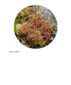 Laboratorium w szufladzie. Biologia - Stanisław Łoboziak