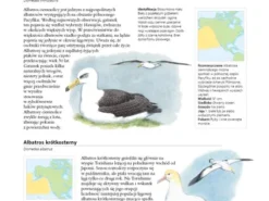 Encyklopedia ptaków świata - David Alderton