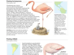 Encyklopedia ptaków świata - David Alderton