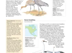 Encyklopedia ptaków świata - David Alderton